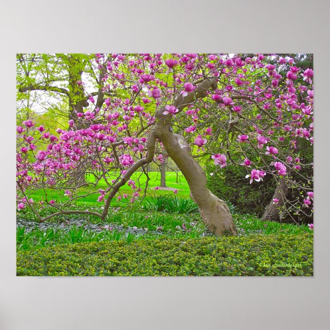 "LILA TULIP TRÄD IN VÅR" (FOTOG) POSTER (Framsidan)