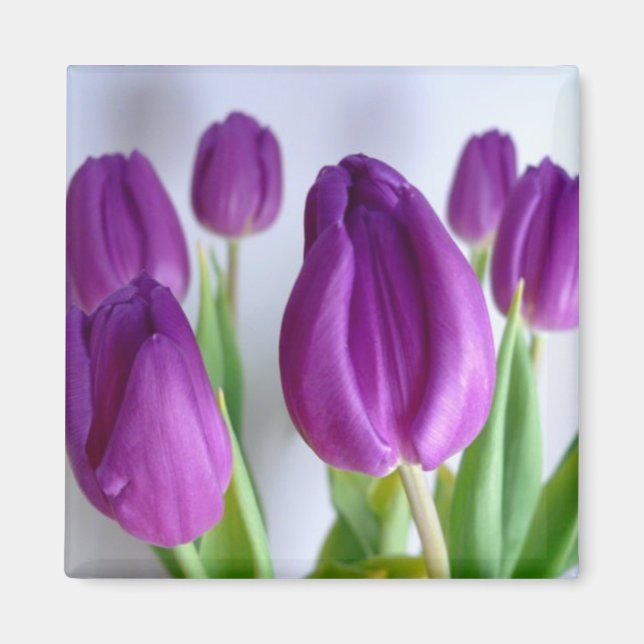 Lila Tulip Vår Magnet (Framsidan)