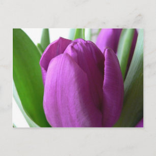 Lila Tulip Vykort