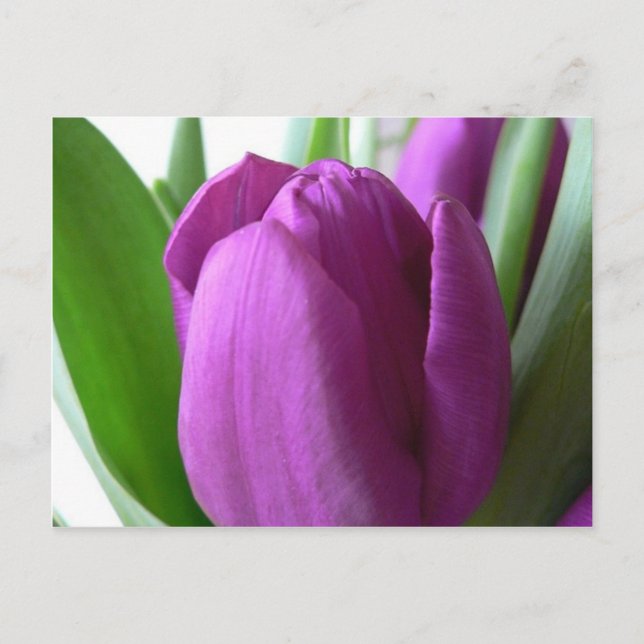Lila Tulip Vykort (Framsida)