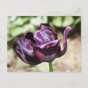 LILA TULIP VYKORT