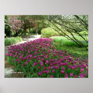 Lila Tulips (3033) Poster