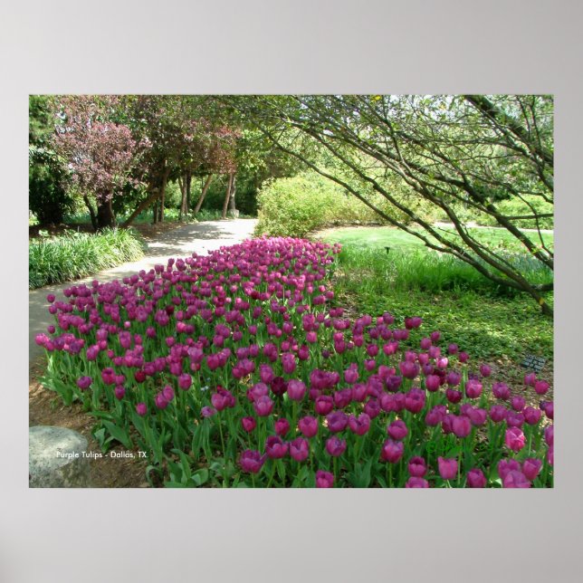 Lila Tulips (3033) Poster (Framsidan)