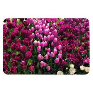 Lila Tulips Garden Bed Magnet