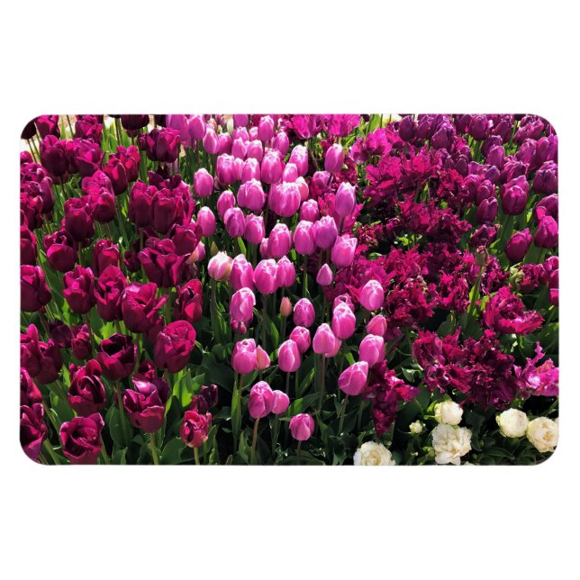 Lila Tulips Garden Bed Magnet (Horisontell)