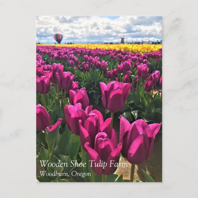 Lila Tulips i Fält med Luftballong Vykort (Framsida)