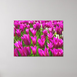 Lila Tulips i Keukenhof Holland Premium Wrapped Canvastryck