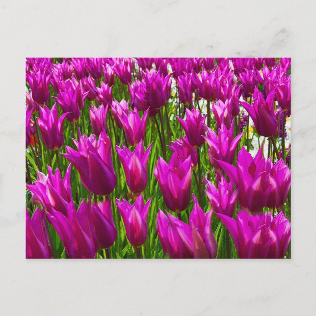 Lila Tulips i Keukenhof, Holland Wall Postcard Vykort (Framsida)