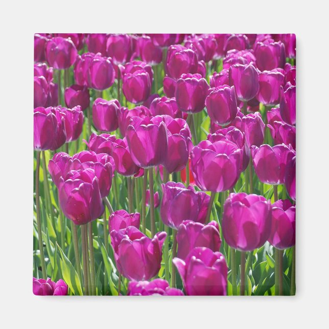 Lila Tulips Magnet (Framsidan)