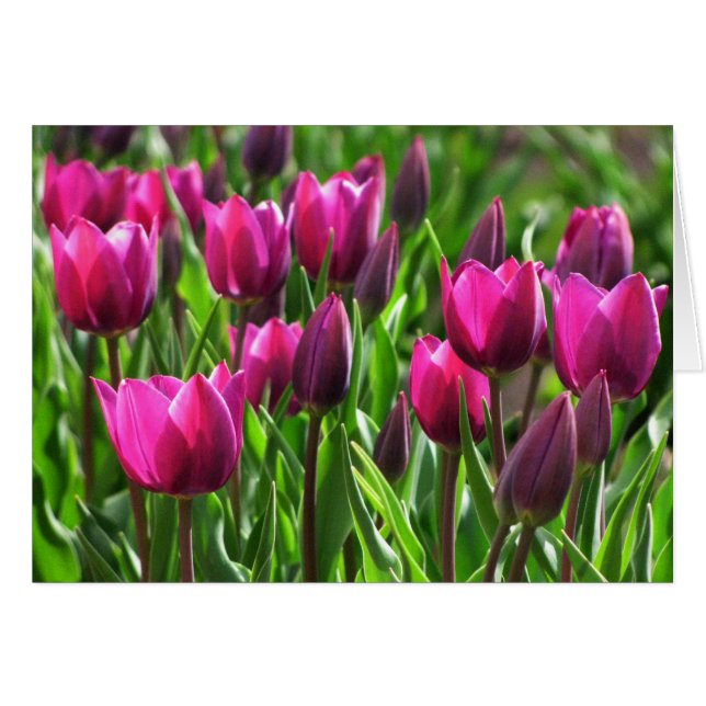 Lila Tulips OBS Kort (Framsidan Horizontal)