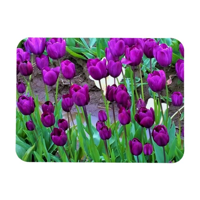 Lila Tulips, Oregon Magnet (Horisontell)