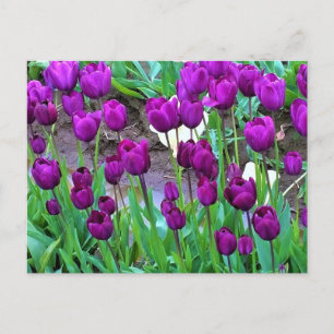 Lila Tulips, Oregon Vykort