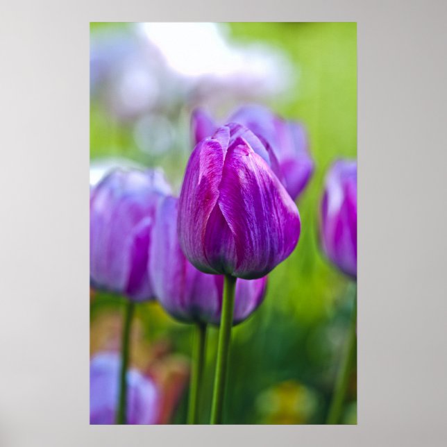 Lila Tulips Poster (Framsidan)
