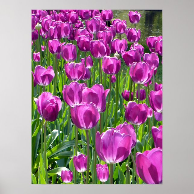 Lila Tulips Poster (Framsidan)