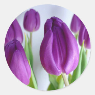 Lila Tulips Runt Klistermärke