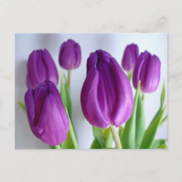 Lila Tulips Vykort