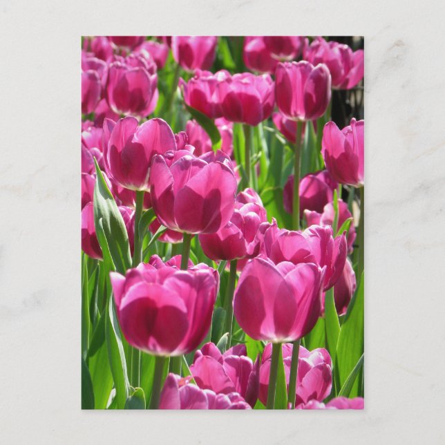Lila Tulips Vykort (Framsida)
