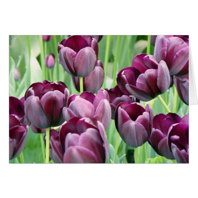 Lila Tullips OBS Kort (Framsidan Horizontal)