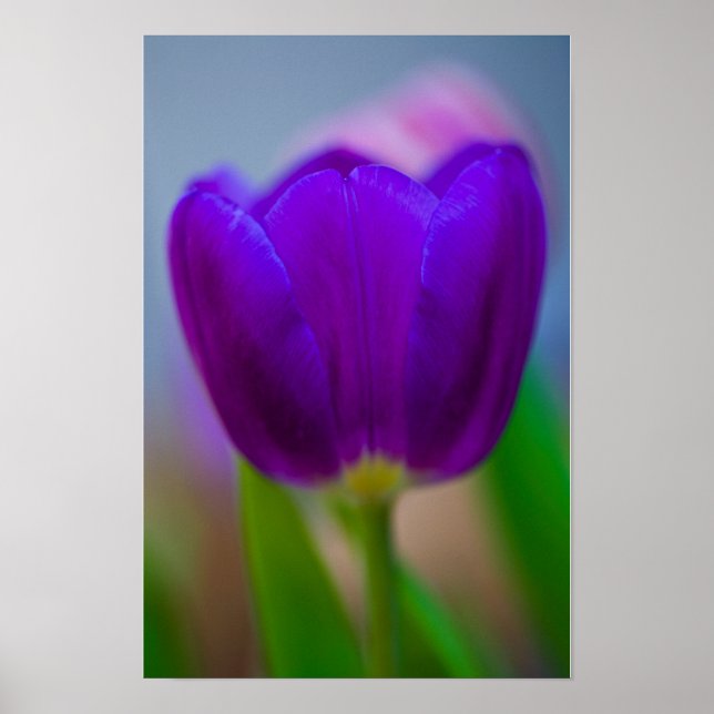 Lila tulpanblomma Affisch (Framsidan)