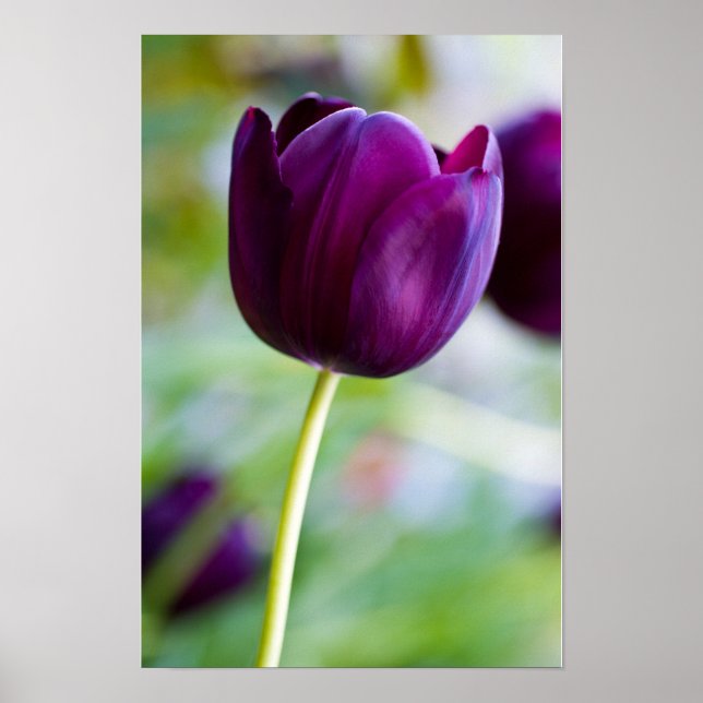 Lila tulpanblomma Affisch (Framsidan)