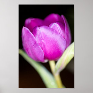 Lila tulpanblomma Poster