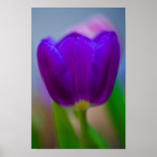 Lila tulpanblomma Poster