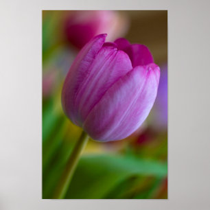 Lila tulpanblomma Poster