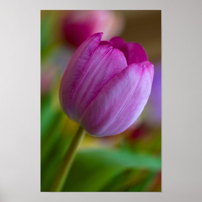 Lila tulpanblomma Poster (Framsidan)