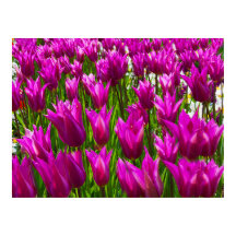Lila tulpaner i Keukenhof, Holland tryck