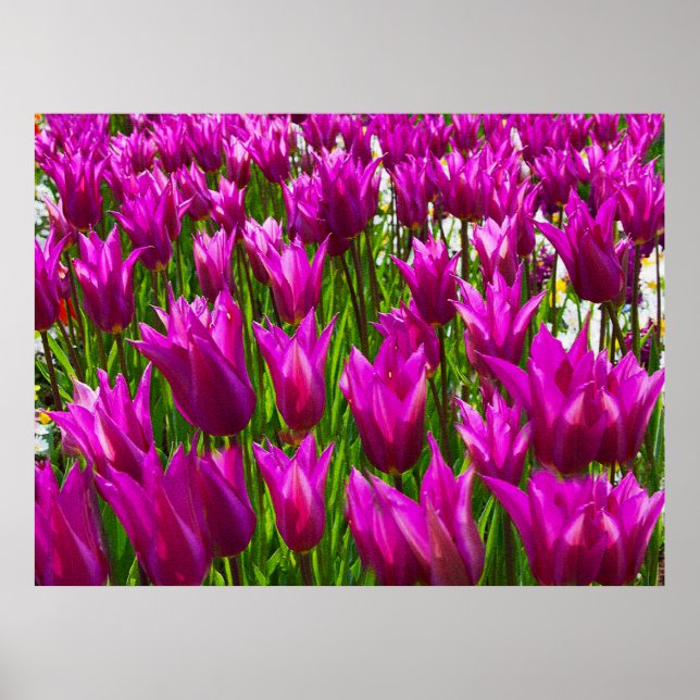 Lila tulpaner i Keukenhof, Holland tryck (Framsidan)