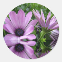 lila tusenskönor blommor