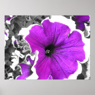 Lila Tvisserligen Black and White Petunias Poster