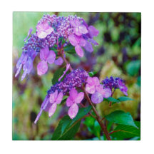 Lila Twist and Shout Hortensia Blomma