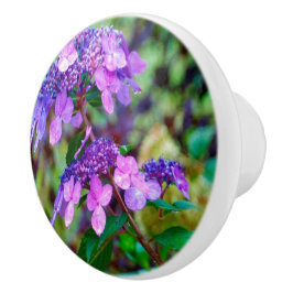 Lila Twist and Shout Hydrangea Blomma Knopp