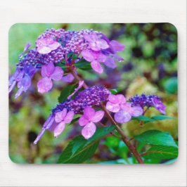 Lila Twist and Shout Hydrangea Blomma Musmatta