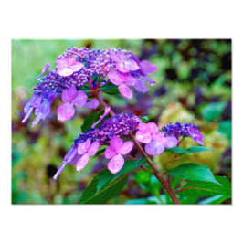 Lila Twist och Shout Hydrangea Flower Fototryck