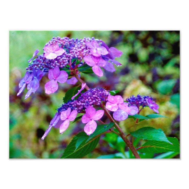 Lila Twist och Shout Hydrangea Flower Fototryck (Framsidan)