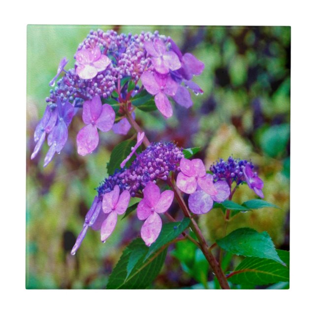 Lila Twist och Shout Hydrangea Flower Kakelplatta (Framsidan)