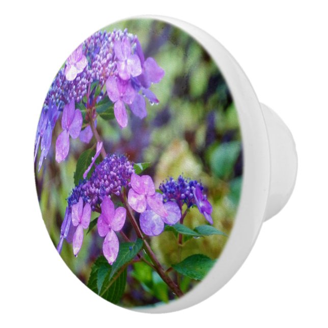 Lila Twist och Shout Hydrangea Flower Knopp (Höger)