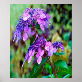 Lila Twist och Shout Hydrangea Flower Poster