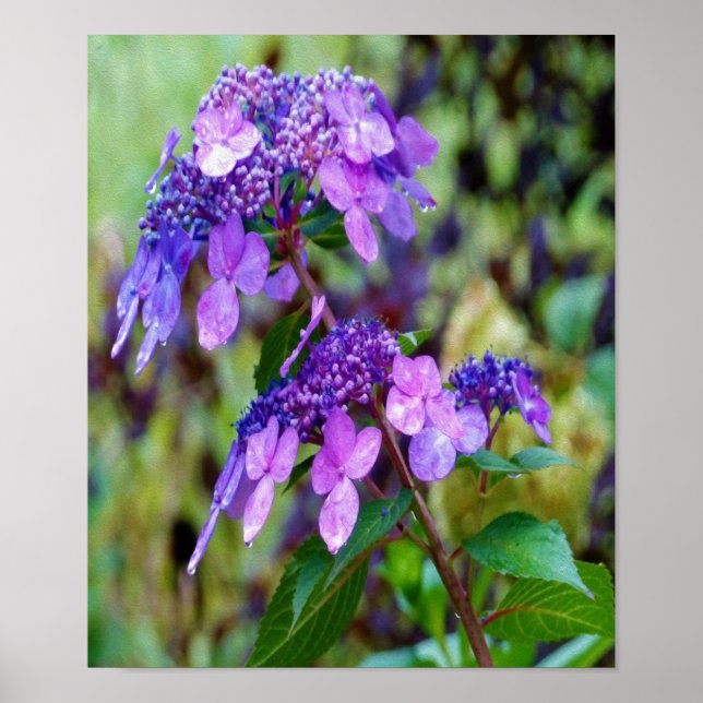 Lila Twist och Shout Hydrangea Flower Poster (Framsidan)