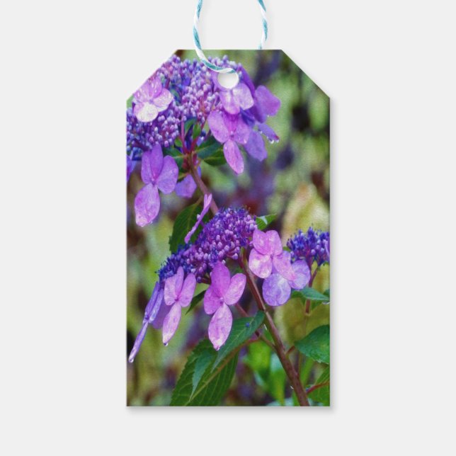 Lila Twist och Shout Hydrangea Flower Presentetikett (Framsidan)