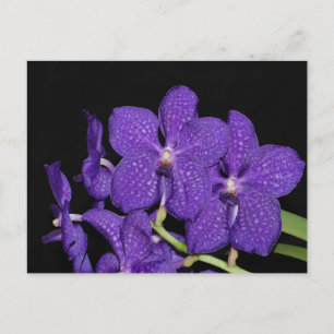 Lila vanda orchid vykort