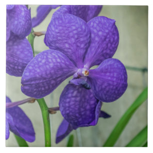 Lila vanda orchids keramiskt plattor kakelplatta