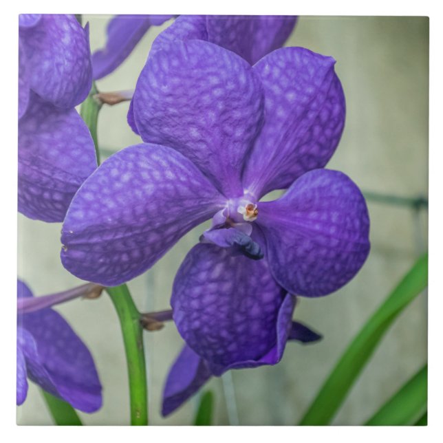 Lila vanda orchids keramiskt plattor kakelplatta (Framsidan)
