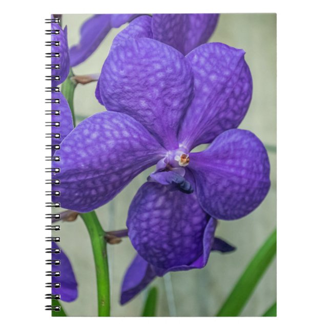 Lila vanda orchids notebook anteckningsbok med spiral (Framsidan)
