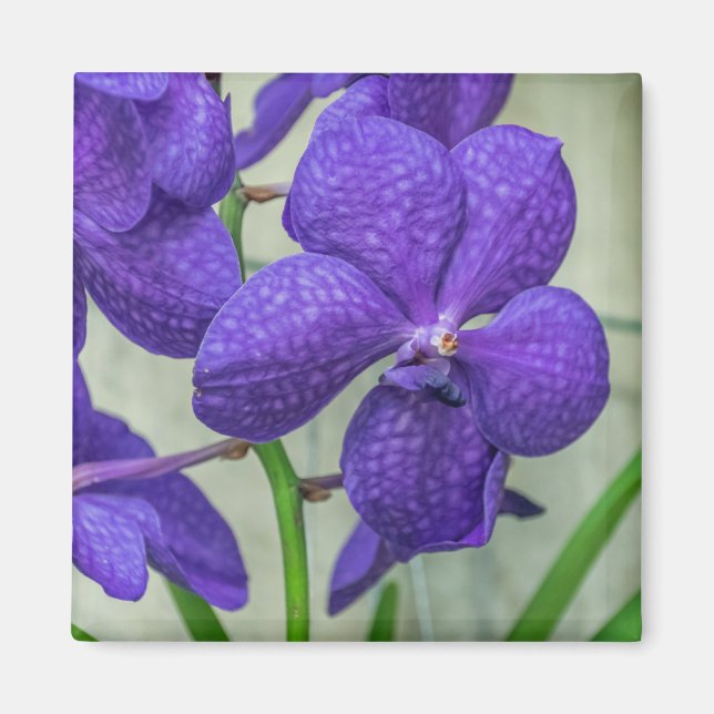Lila Vanda orchids visa kylmagnet Magnet (Framsidan)