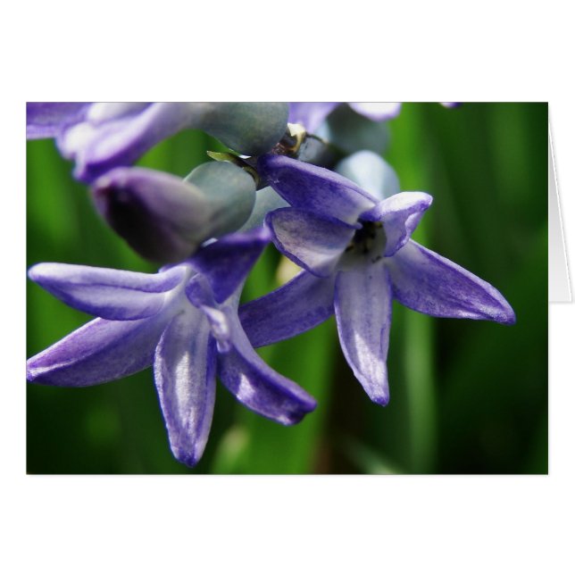 Lila Vår blommor Hälsningskort (Framsidan Horizontal)