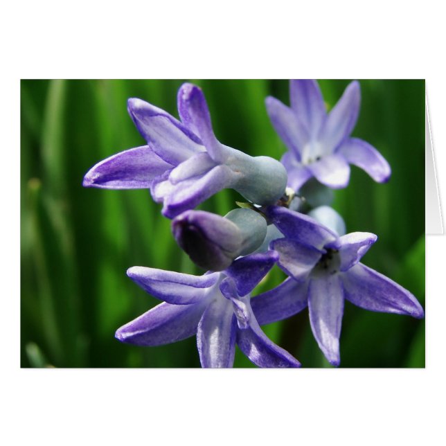 Lila Vår blommor Hälsningskort (Framsidan Horizontal)