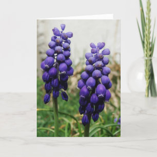 Lila Vår blommor Kort
